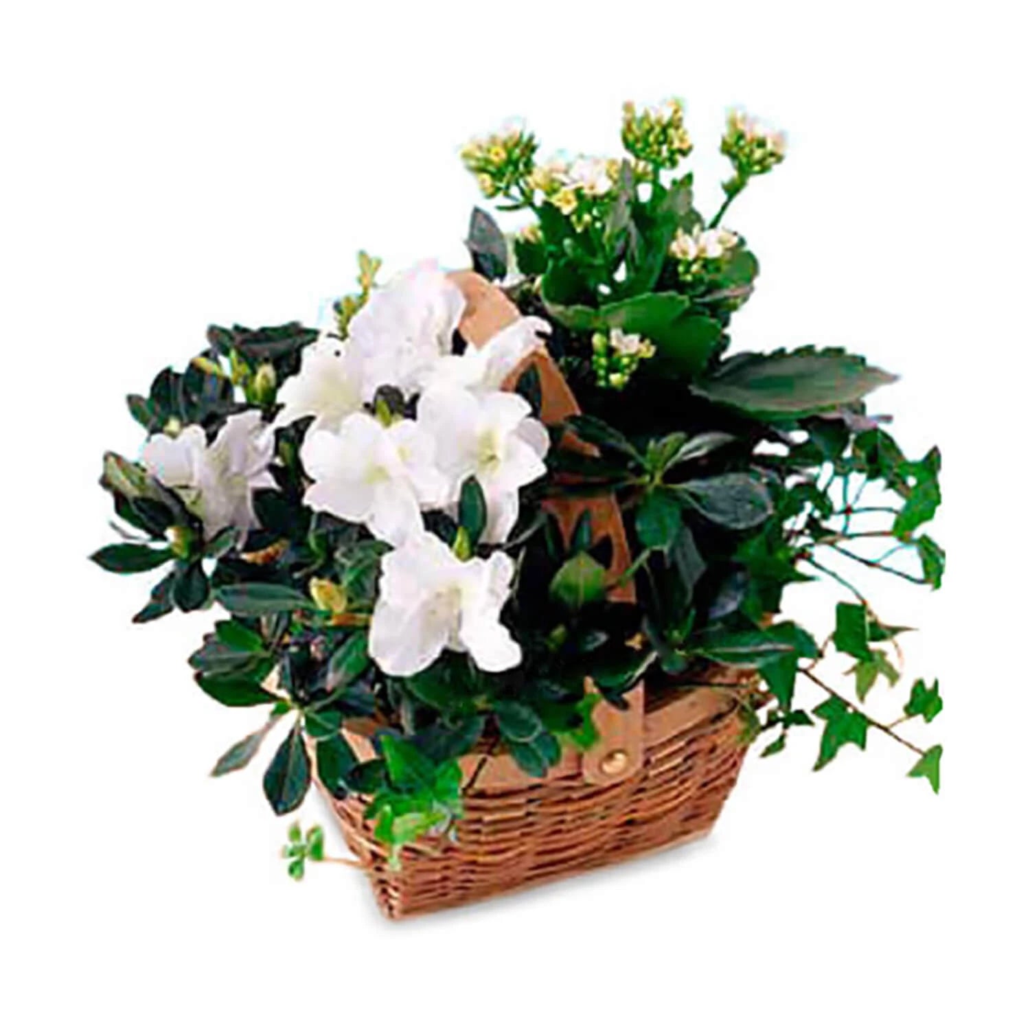 White Blooming Basket
